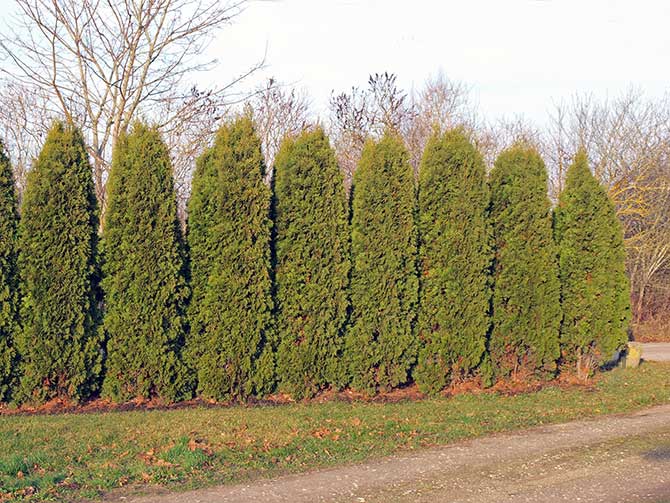 treescience